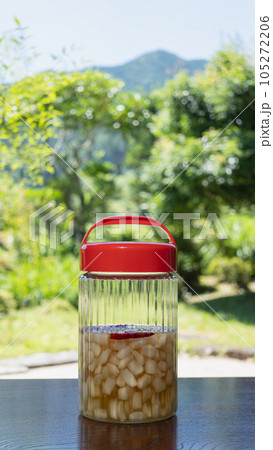 らっきょうの甘酢漬け|日本の田舎で作る自家製らっきょう漬け イメージ らっきょうの甘酢漬け|日本の田舎で作る自家製らっきょう漬け イメージ 105272206