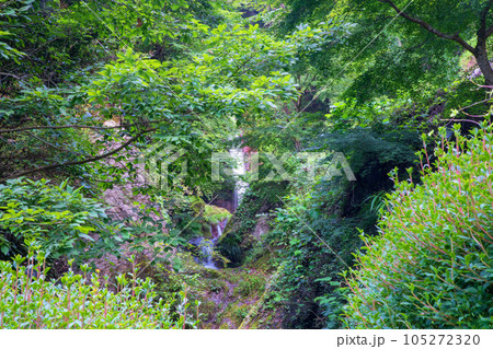 秩父　華厳の滝　真夏の季節 105272320