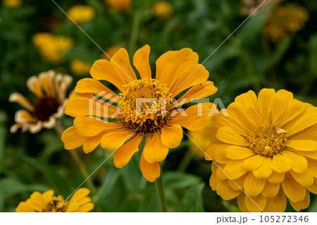 花 フラワー お花 105272346