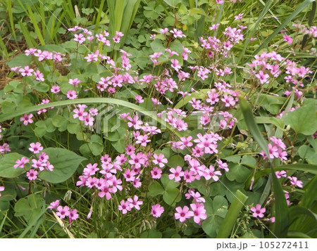 大型のカタバミ桃色の花はオキザリスの花 大型のカタバミ桃色の花はオキザリスの花 105272411