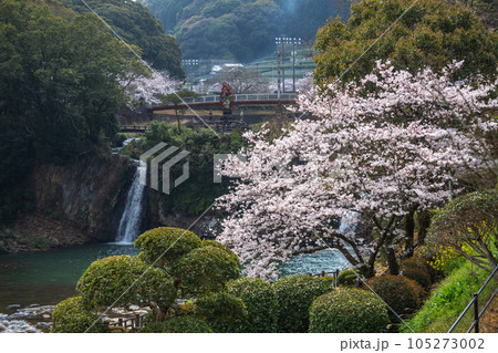桜の花　春のイメージ 105273002