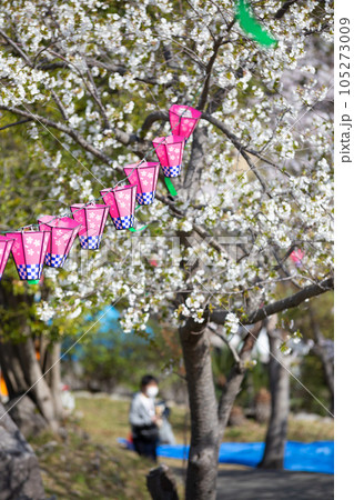桜とランタン　春の花見イメージ 105273009