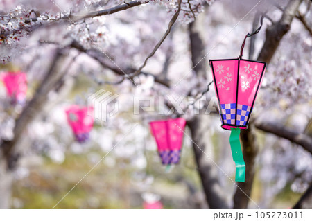 桜とランタン 春の花見イメージ 桜とランタン 春の花見イメージ 105273011