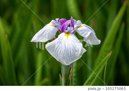 花菖蒲　初夏のイメージ 105273063