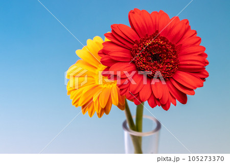 ガーベラの花 室内スタジオ マクロ撮影 ガーベラの花 室内スタジオ マクロ撮影 105273370