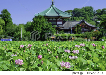 東京都　上野公園　不忍池　蓮の花 105273494