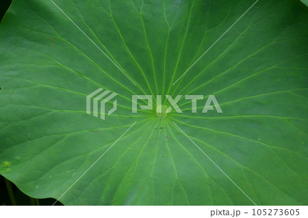 大賀ハスの葉 105273605