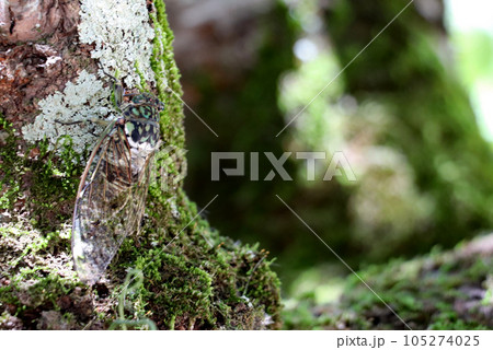 木の幹にとまったミンミンゼミ 105274025