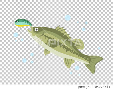 緑色のルアーで釣る、ブラックバスのイラスト 105274314