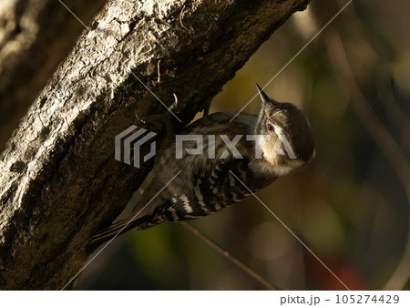 一番小さい啄木鳥一生懸命餌をとるコゲラ 105274429