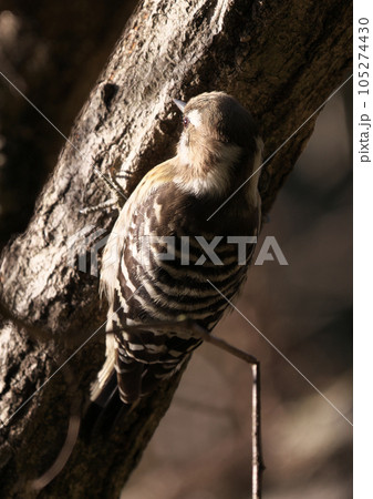 一番小さい啄木鳥一生懸命餌をとるコゲラ 105274430