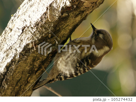 一番小さい啄木鳥一生懸命餌をとるコゲラ 105274432