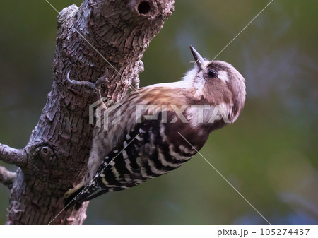 一番小さい啄木鳥一生懸命餌をとるコゲラ 105274437