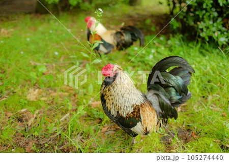 鶏の散歩 105274440