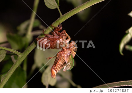 殻から抜け出したセミの成虫 殻から抜け出したセミの成虫 105274887