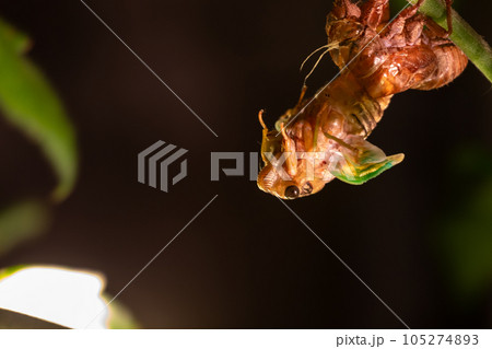 殻から抜け出すセミ 105274893