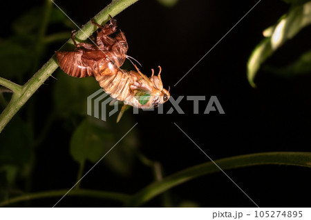 殻から抜け出すセミ 105274895
