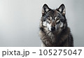 Advertising portrait, banner, gorgeous gray classic wolf isolated on gray background. High quality illustration 105275047