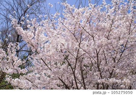 満開になった桜の木 満開になった桜の木 105275050