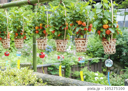 ホオズキと風鈴 ホオズキと風鈴 105275100