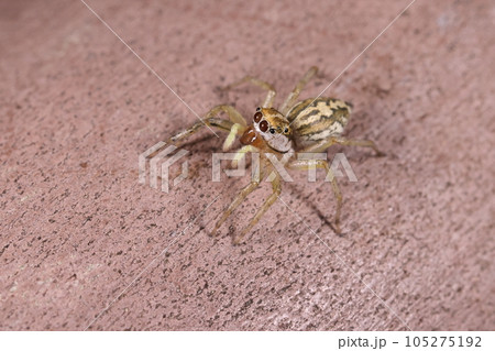 生き物　蜘蛛　チャイロアサヒハエトリ、メスです。大きさは六～七ミリほど、複雑な模様が美しい 105275192