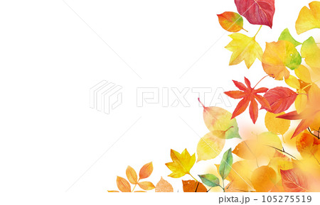 秋の背景素材　落ち葉や紅葉　バックイメージ 105275519