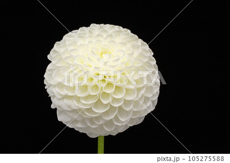 白いダリアの花 白いダリアの花 105275588