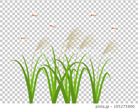 風中搖曳的蒲葦和紅蜻蜓插畫素材 105275800
