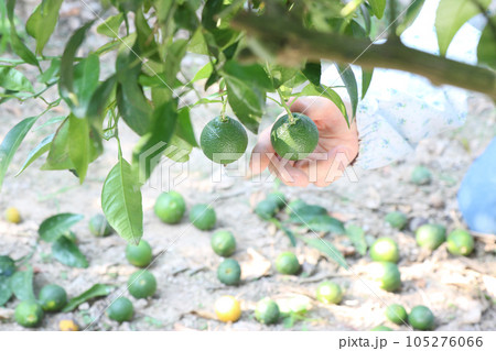 デコポン畑で裾なりの果実をしゃがんで摘んでいる 105276066