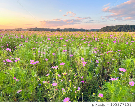 6月のコスモス畑　早生品種 105277155