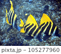 テングダイ 105277960