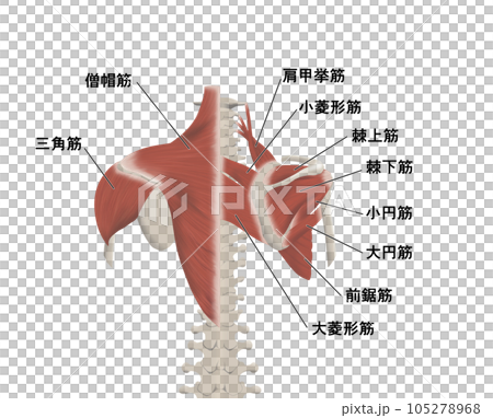 背中の筋肉パーツの位置関係がわかるイラスト 105278968
