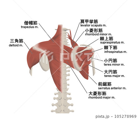 背中の筋肉パーツの位置関係がわかるイラスト 背中の筋肉パーツの位置関係がわかるイラスト 105278969