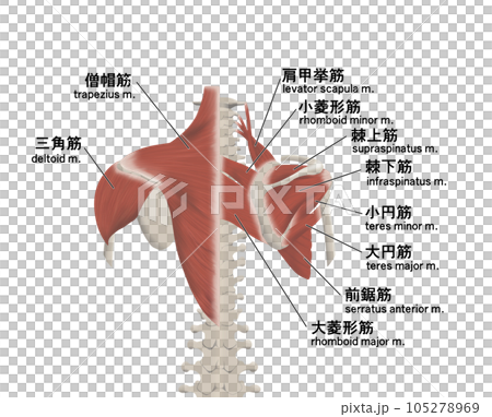 背中の筋肉パーツの位置関係がわかるイラスト 背中の筋肉パーツの位置関係がわかるイラスト 105278969
