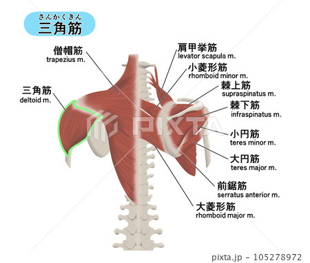 背中の筋肉パーツの位置関係がわかるイラスト 三角筋 背中の筋肉パーツの位置関係がわかるイラスト 三角筋 105278972