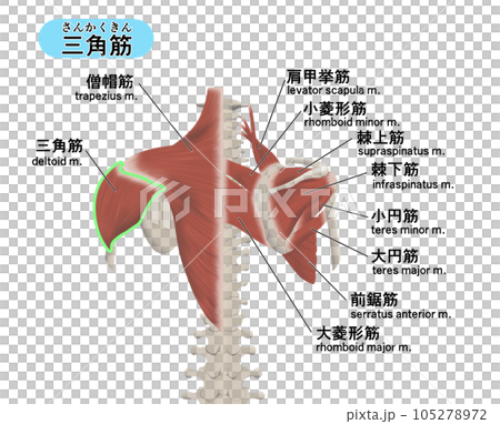 背中の筋肉パーツの位置関係がわかるイラスト 三角筋 背中の筋肉パーツの位置関係がわかるイラスト 三角筋 105278972