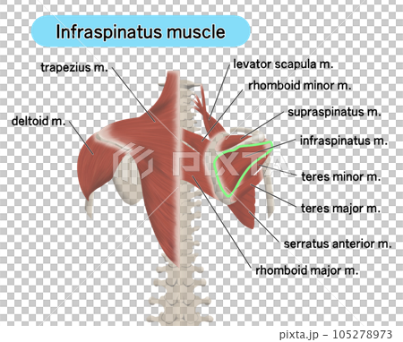 Illustration showing the positional relationship of the muscle parts on the back Infraspinatus muscle Illustration showing the positional relationship of the muscle parts on the back Infraspinatus muscle 105278973