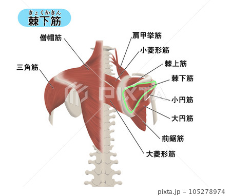 背中の筋肉パーツの位置関係がわかるイラスト　棘下筋 105278974