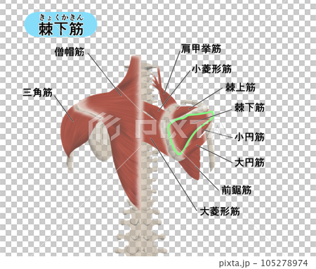 背中の筋肉パーツの位置関係がわかるイラスト　棘下筋 105278974