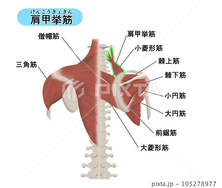 背中の筋肉パーツの位置関係がわかるイラスト　肩甲挙筋 105278977