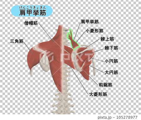 背部肌肉部位位置關係圖解 肩胛提肌 背部肌肉部位位置關係圖解 肩胛提肌 105278977