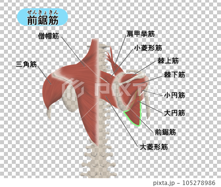 背中の筋肉パーツの位置関係がわかるイラスト 前鋸筋 背中の筋肉パーツの位置関係がわかるイラスト 前鋸筋 105278986