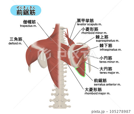 背中の筋肉パーツの位置関係がわかるイラスト　前鋸筋 105278987