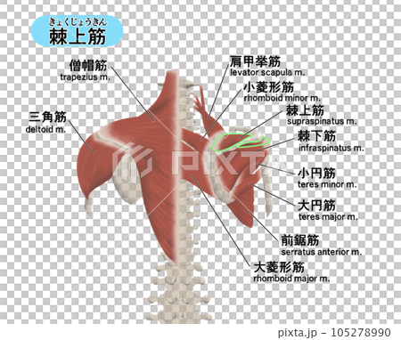 背中の筋肉パーツの位置関係がわかるイラスト 棘上筋 背中の筋肉パーツの位置関係がわかるイラスト 棘上筋 105278990