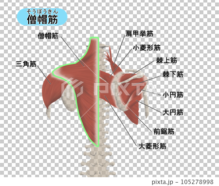 背部斜方肌肌肉部位位置關係圖解 105278998
