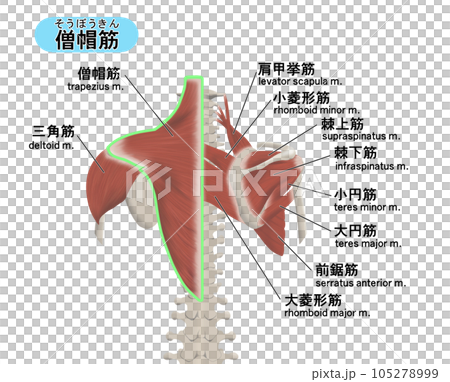 背部斜方肌肌肉部位位置關係圖解 105278999