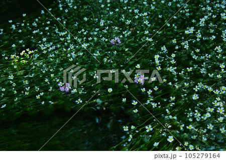 朝日に照らされた、星のような花 梅花藻 朝日に照らされた、星のような花 梅花藻 105279164