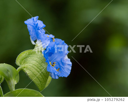 染料植物の大帽子花 染料植物の大帽子花 105279262