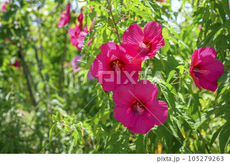タイタンビカスの花 夏の花 イメージ タイタンビカスの花 夏の花 イメージ 105279263