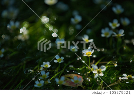 朝日に照らされた、星のような花　梅花藻 105279321